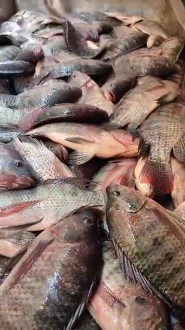 أسعار الأسماك اليوم الإثنين 10-3-2025 فى أسواق الإسماعيلية