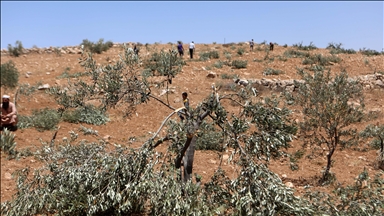 الضفة.. مستوطنون يحرقون 3 مركبات ويقطعون 150 شجرة زيتون