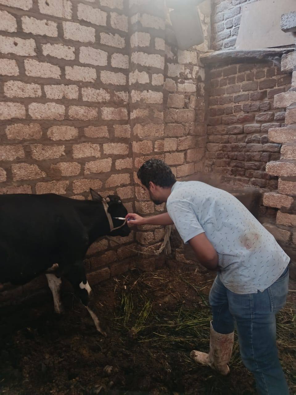  تحصين 15,703 رأس ماشية خلال الأسبوع الأول من الحملة القومية الثالثة ضد الحمى القلاعية وحمى الوادي المتصدع