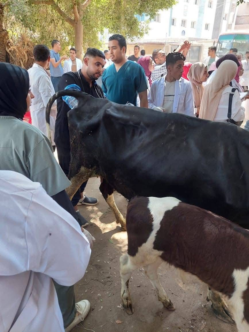الزراعة تكثف جهود الرعاية التناسلية والتحسين الوراثي للماشية خلال سبتمبر