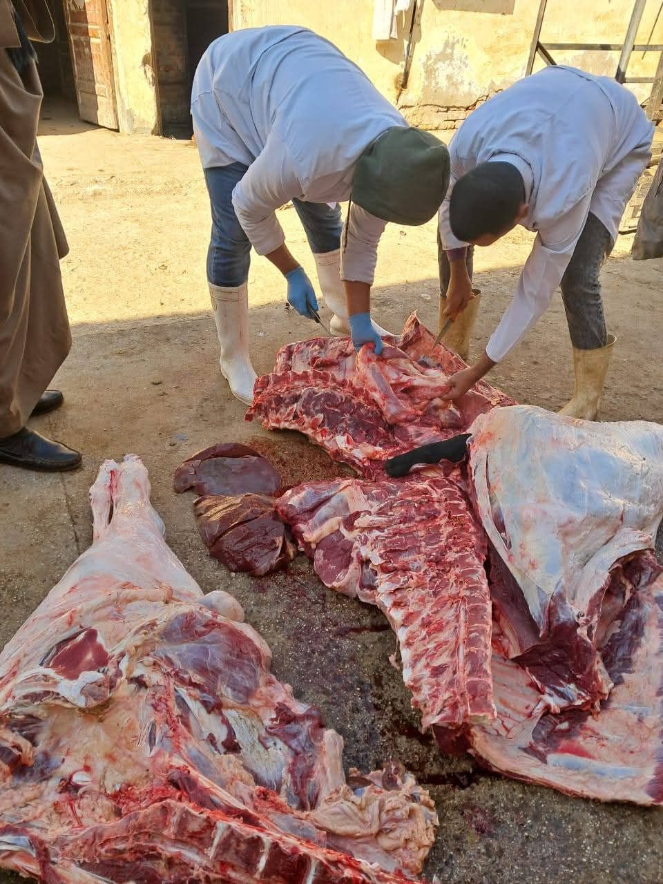 الطب البيطري يعدم عجلًا بقريًا يزن 580 كيلوغرامًا بعد اكتشاف مرضه بمجزر المراغة