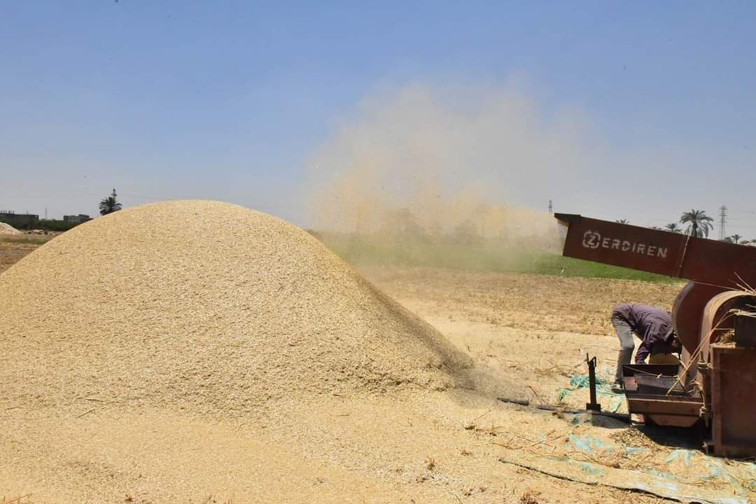 محافظ أسيوط يعلن استمرار حصاد محصول القمح وتوريد 94 ألف طن للشون والصوامع منذ بدء موسم التوريد وحتى اليوم