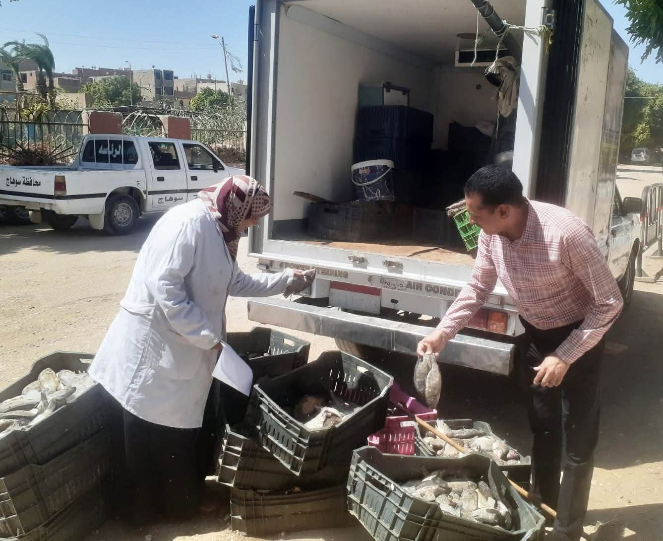 الطب البيطري يوزع 80 رأس أغنام للمستفيدين بعرابة ابو عزيز بالمراغة    