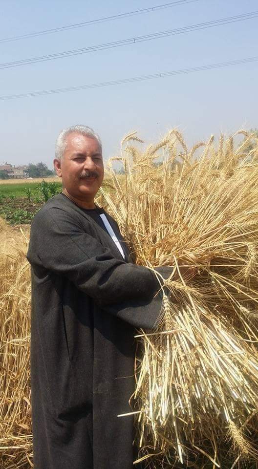 نقيب الفلاحين: يطالب بزيادة سعر أردب القمح