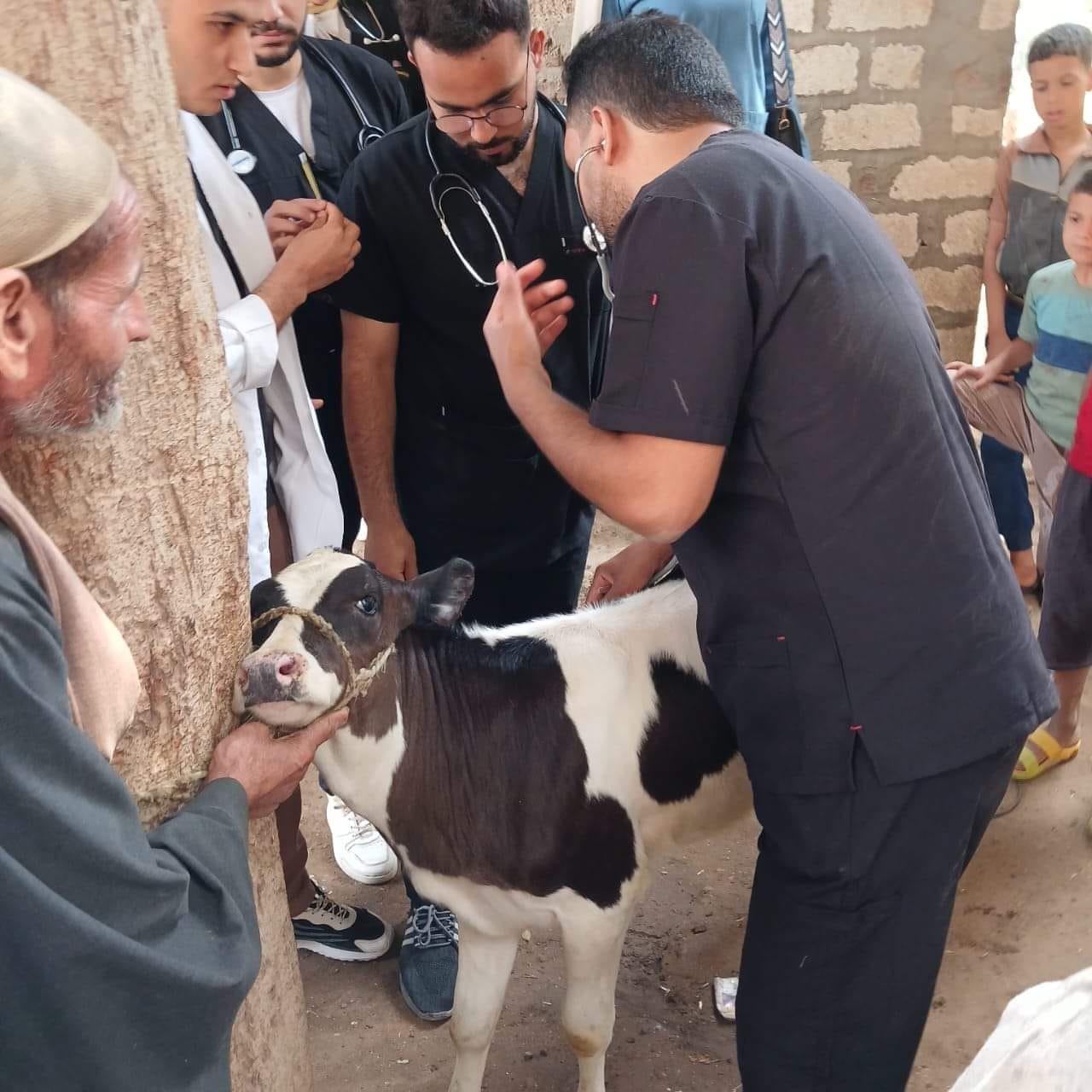 بيطري المنيا: تقديم الخدمات البيطرية لـ 746 رأس ماشية خلال قافلة بيطرية مجانية بقرية سفاى بمركز أبوقرقاص