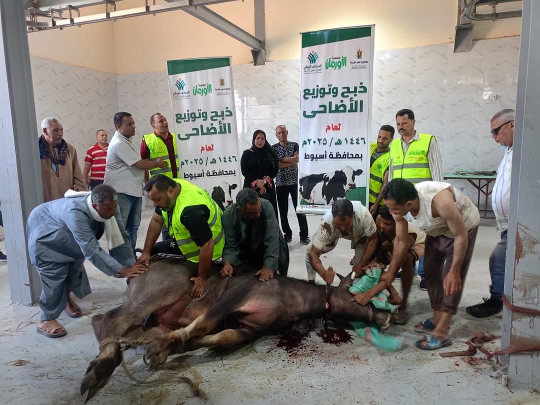 محافظ أسيوط: ذبح وتوزيع 230 رأس ماشية على الأسر الأولى بالرعاية.. وتخصيص لحوم لمؤسسات قبطية ودور أيتام
