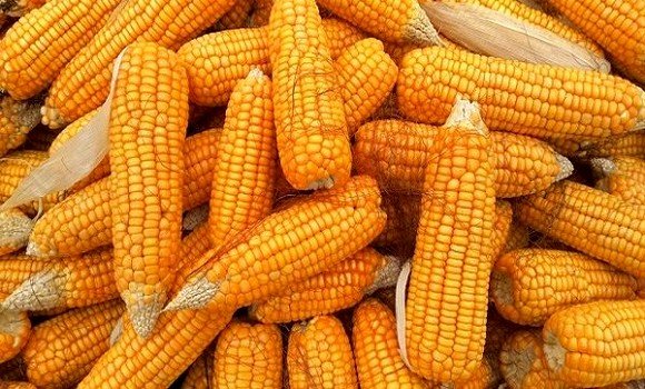 الإحصاء: ارتفاع قيمة واردات الذرة 38.8% خلال يناير الماضي