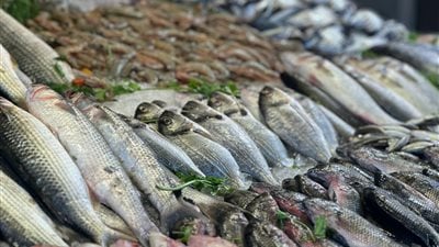 5 مايو 2024 ... استقرار أسعار الأسماك بسوق العبور للجملة